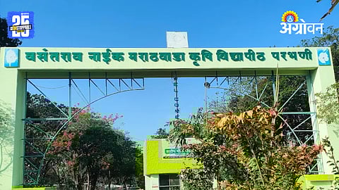 Rabi Seeds