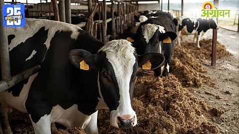 Cow Dung 