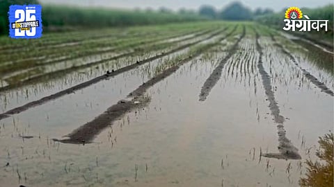 Crop Damage