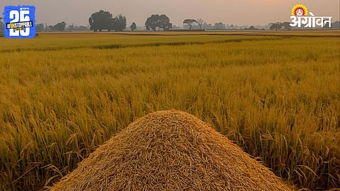 Rice Stocks