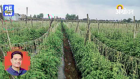 Tomato Farming