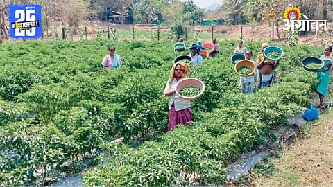 Vegetable Farming 