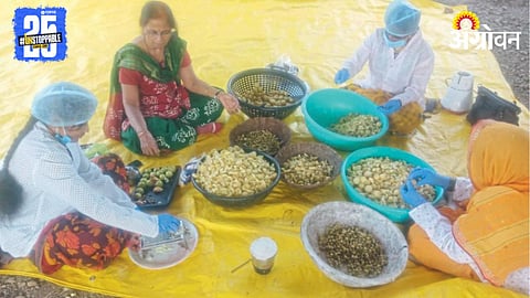 Fruit Processing Business 
