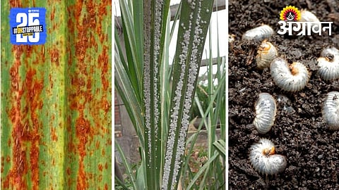 Sugarcane Pest & Diseases