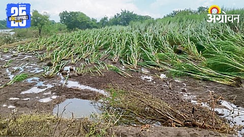 Crop Damage 