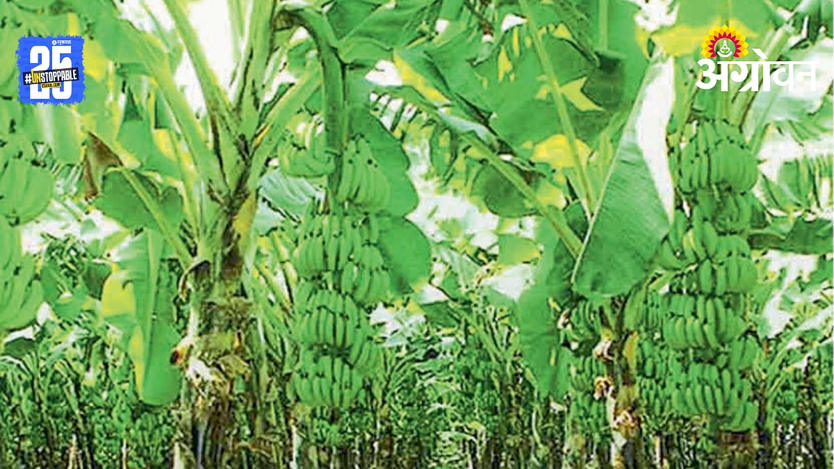 Banana Farming | सातपुड्याच्या पायथ्याशी केळी बागा वाढल्या | Banana ...