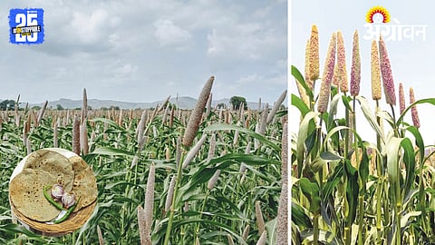 Bajara Farming