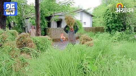 Rural Employment