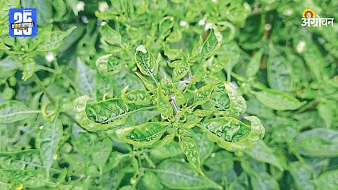 Black Thrips in Chili Crops