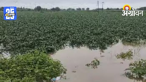 Marathwada Heavy Rain