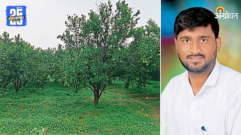 Orange Orchards