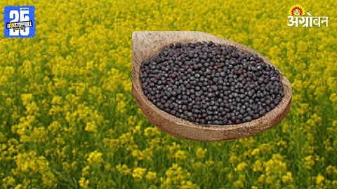 GM Mustard
