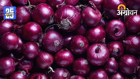 Onion Price