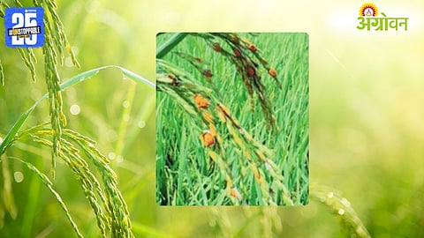 Paddy Farmers