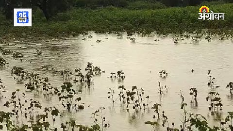 Heavy Rain In Marathawada