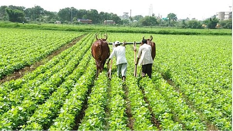 Kolhapur Rabi Season