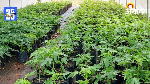 Papaya Cultivation