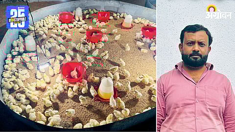 Poultry Farming