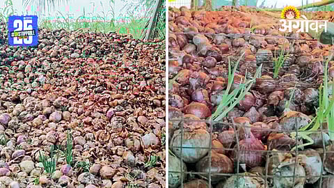 Onion Crisis: कमी भाव, घटलेल्या उत्पादकतेने कांदा उत्पादक संकटात