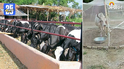 Animal Husbandry