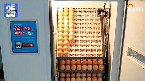 Eggs Incubation