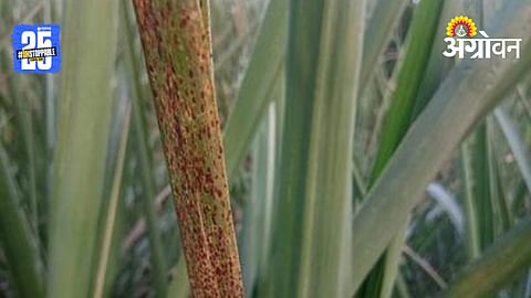 Sugarcane Disease