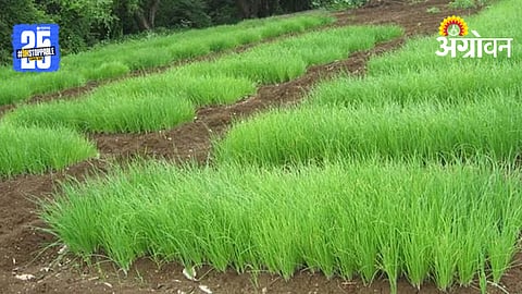 Onion Farming