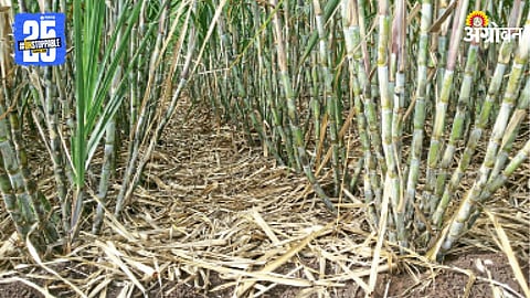 Sugarcane
