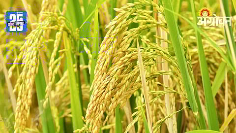 Paddy Damage