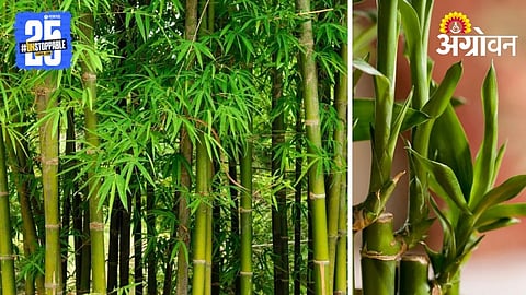 Bamboo Cultivation