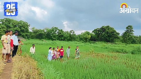 Paddy Farming 