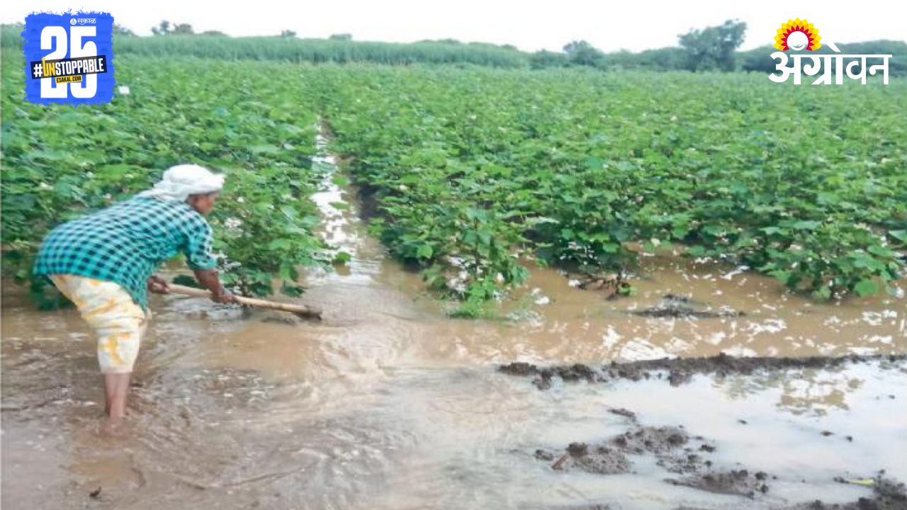 Monsoon Cotton Crop Management 