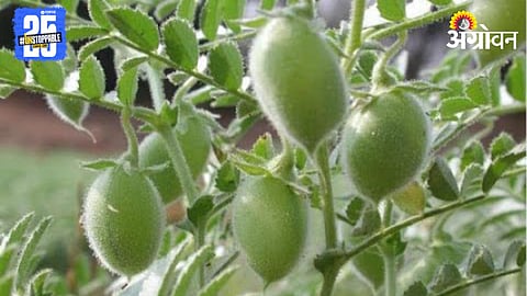Chana Sowing