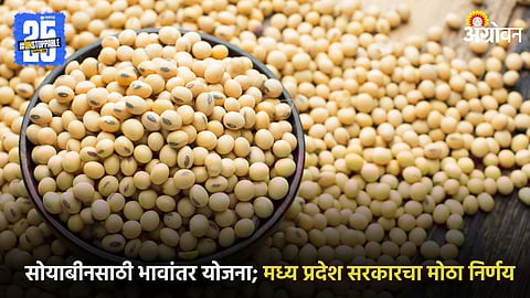 Soybean