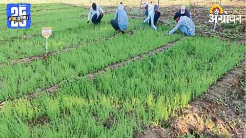 Onion Cultivation