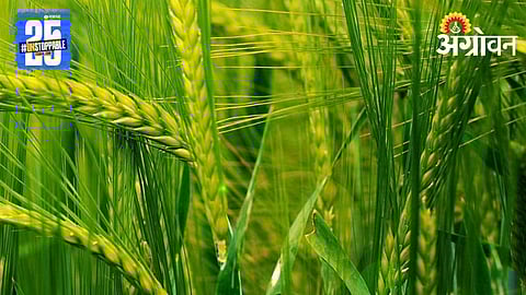 Wheat Varieties
