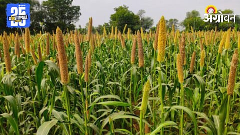 Bajari Farming 