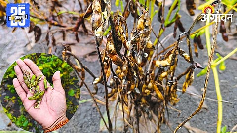 Crop Damage 