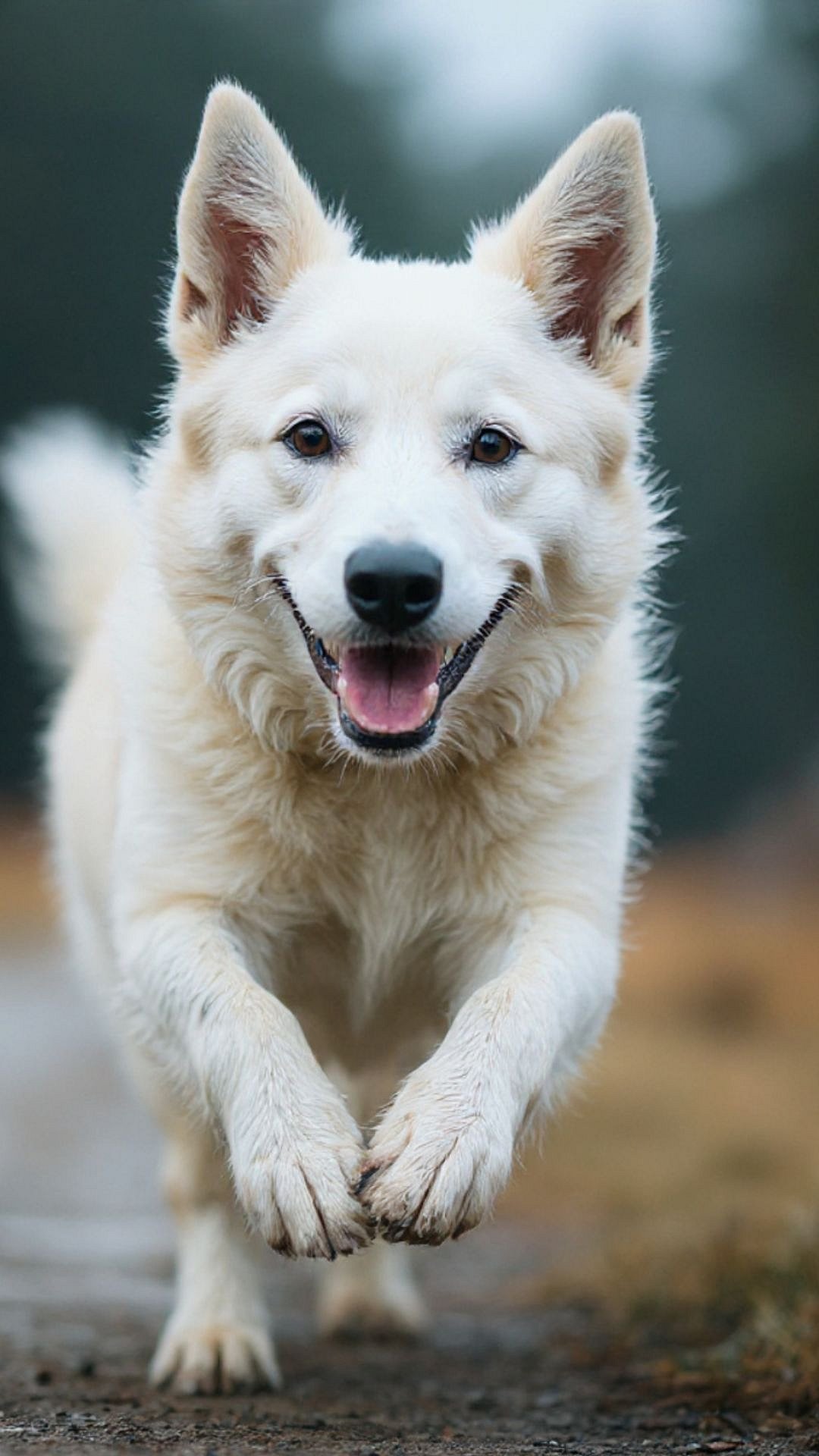 Unknown Dog Facts : कुत्र्याबद्दल 'या' गोष्टी वाचून व्हाल भलतेच हैराण ...