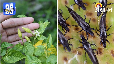 Black Thrips on Chilli