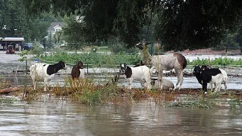 Goat Management in Flood