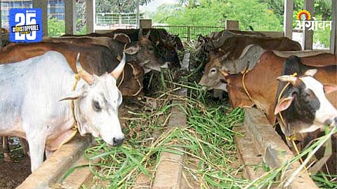 Animal Husbandry