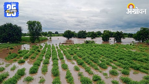 Crop Damage