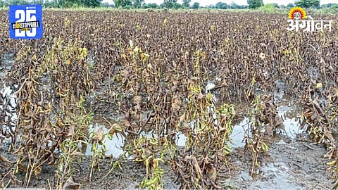 Crop Damage