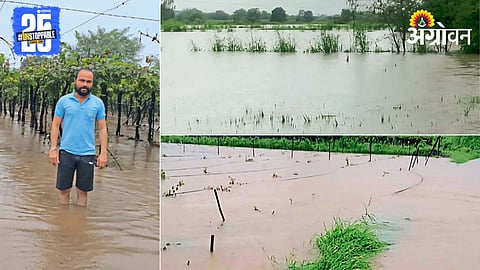Nashik Crop Damage