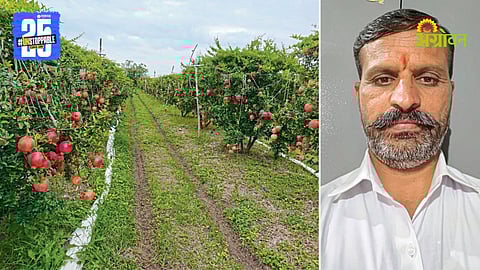 Harishchandra Babanrao Salunke and their Pomegranate Orchard
