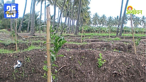 Agriculture