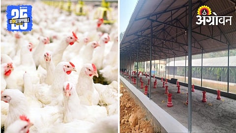 Poultry care in Flood 