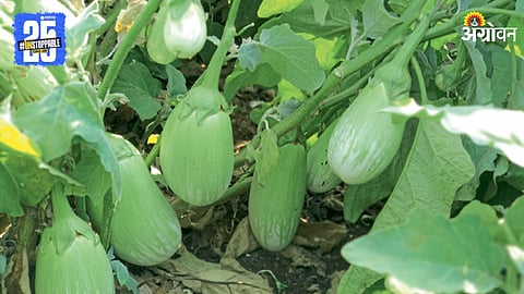 Brinjal