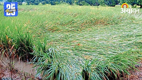 Paddy Crop Damage 